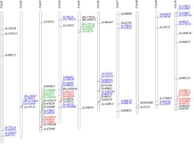 Comparative Analysis of Homologous Sequences of Saccharum officinarum and Saccharum spontaneum Reveals Independent Polyploidization Events